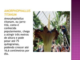 Amorphophallus
titanum, ou jarro-
titã, como é
conhecida
popularmente, chega
a atingir três metros
de altura e pode
pesar até 75
quilogramas,
podendo crescer até
16,6 centímetros por
dia.
 