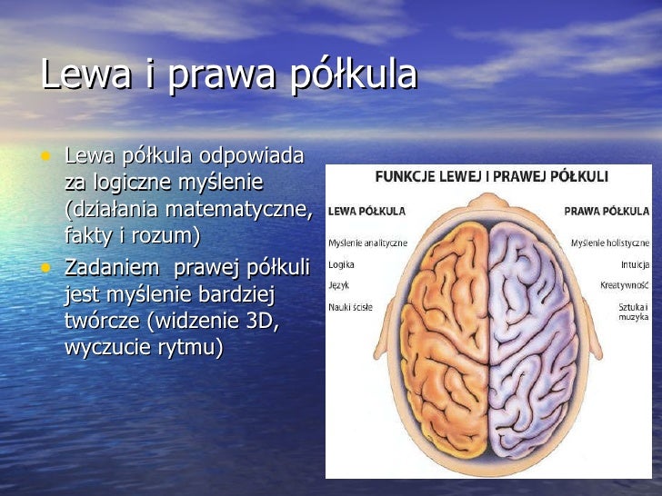 Lewa Półkula Mózgu Dominuje U Osób Które Julia froese iluzje optyczne