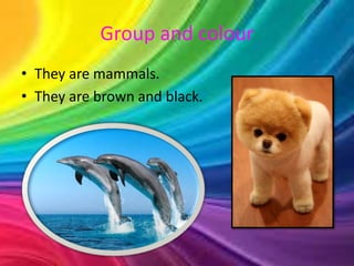 Group and colour 
• They are mammals. 
• They are brown and black. 
 