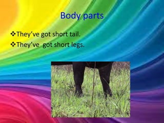 Body parts 
They’ve got short tail. 
They’ve got short legs. 
 