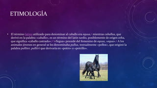 ETIMOLOGÍA 
• El término latino utilizado para denominar al caballo era equus,4 mientras caballus, que 
derivó en la palabra «caballo», es un término del latín tardío, posiblemente de origen celta, 
que significa «caballo castrado».4 5«Yegua» procede del femenino de equus, «equa».4 A los 
animales jóvenes en general se les denominaba pullus, textualmente «pollos», que originó la 
palabra pulliter, pullitri que derivaría en «potro» o «potrillo». 
 