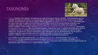 TAXONOMÍA 
• Linneo clasificó a los caballos domésticos en 1758 en la especie Equus caballus. Al demostrarse que los 
caballos domésticos actuales y su antepasado silvestre extinto, clasificado como Equus ferus (caballo 
salvaje), pertenecían a una misma especie debía asignársele un único nombre científico. Generalmente 
en casos como éste se aplicaría el principio de prioridad usado en la nomenclatura científica, que 
establece que debe permanecer como nombre específico el primero en haber sido registrado, 
siendo caballus el más antiguo. Pero la Comisión Internacional de Nomenclatura Zoológica determinó 
en 2003 en la opinión 2027 que los caballos actuales, al igual que otras 17 especies domesticadas, debían 
nombrarse como su variedad salvaje extinta, Equus ferus, para evitar la paradoja de que los linajes 
anteriores, los silvestres, fueran nombrados como subespecies de sus descendientes. Por lo tanto el 
nombre específico que prevalece para los caballos actuales es Equus ferus, quedando el 
término caballus como nombre trinomial que designa a la subespecie doméstica.1 
• Los caballos se clasifican dentro del orden de los perisodáctilos, perteneciendo a la familia de 
los équidos, a la que también pertenecen los asnos (Equus africanus), el onagro o el kulán (Equus 
hemionus), el kiang (Equus hemionus kiang) y las cebras, en la que están estrechamente emparentados al 
pertenecer todos al único género superviviente, Equus. 
 