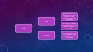 razas 
Frisol 
Animal de patas largas 
cuerpo corto con poca 
capacidad de carga, 
pequeño tamaño en sus 
extremidades 
Fue creado por irlandeses 
para cabalgatas dura mucho 
tiempo y extensas 
caminatas 
Percherón 
Animal de grande tamaño 
,con mucha fuerza y gran 
capacidad de carga sobre 
sus hombros 
