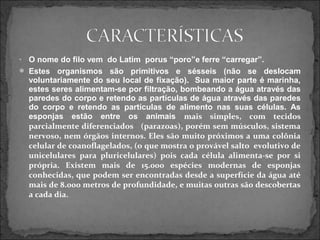 • O nome do filo vem do Latim porus “poro”e ferre “carregar”.
 Estes organismos são primitivos e sésseis (não se deslocam
voluntariamente do seu local de fixação). Sua maior parte é marinha,
estes seres alimentam-se por filtração, bombeando a água através das
paredes do corpo e retendo as partículas de água através das paredes
do corpo e retendo as partículas de alimento nas suas células. As
esponjas estão entre os animais mais simples, com tecidos
parcialmente diferenciados (parazoas), porém sem músculos, sistema
nervoso, nem órgãos internos. Eles são muito próximos a uma colônia
celular de coanoflagelados, (o que mostra o provável salto evolutivo de
unicelulares para pluricelulares) pois cada célula alimenta-se por si
própria. Existem mais de 15.000 espécies modernas de esponjas
conhecidas, que podem ser encontradas desde a superfície da água até
mais de 8.000 metros de profundidade, e muitas outras são descobertas
a cada dia.
 