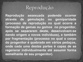 Reprodução assexuada podendo ocorrer
através de gemulação ou gemiparidade
(processo de reprodução no qual ocorre a
formação de gemas ou gomos no progenitor,
após se separarem deste, desenvolvem-se
dando origem a novos indivíduos), e também
por fragmentação (processo no qual o corpo
do progenitor é quebrado em vários pedaços,
onde cada uma destas partes é capaz de se
regenerar individualmente até assumir forma
semelhante de seu progenitor).
 