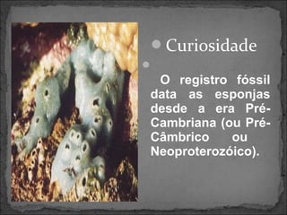 Curiosidade

O registro fóssil
data as esponjas
desde a era Pré-
Cambriana (ou Pré-
Câmbrico ou
Neoproterozóico).
 