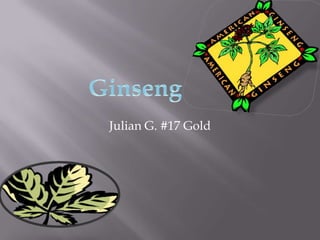 Julian G. #17 Gold Ginseng 