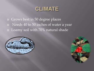 CLIMATEGrows best in 50 degree places Needs 40 to 50 inches of water a yearLoamy soil with 70% natural shade
