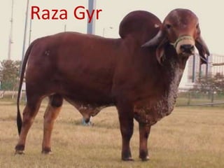 Raza Gyr
 