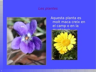 Les plantes Aquesta planta es molt maca creix en el camp o en la muntanya . 