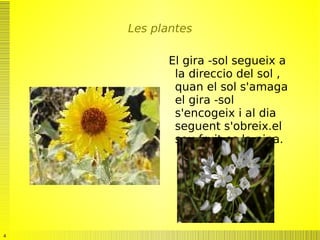 Les plantes El gira -sol segueix a la direccio del sol , quan el sol s'amaga el gira -sol  s'encogeix i al dia seguent s'obreix.el seu fruit es la pipa. 