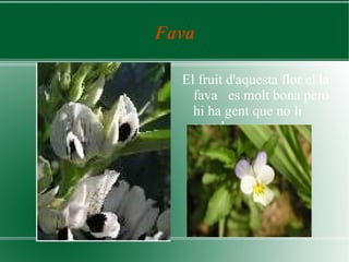 Fava El fruit d'aquesta flor el la fava  es molt bona pero hi ha gent que no li agrada  