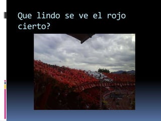 Que lindo se ve el rojo cierto?
