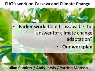 CIAT’s work on Cassava and Climate Change
Julian Ramirez / Andy Jarvis / Patricia Moreno
• Earlier work: Could cassava be the
answer for climate change
adaptation?
• Our workplan
 