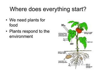 Where does everything start?
• We need plants for
  food
• Plants respond to the
  environment
 