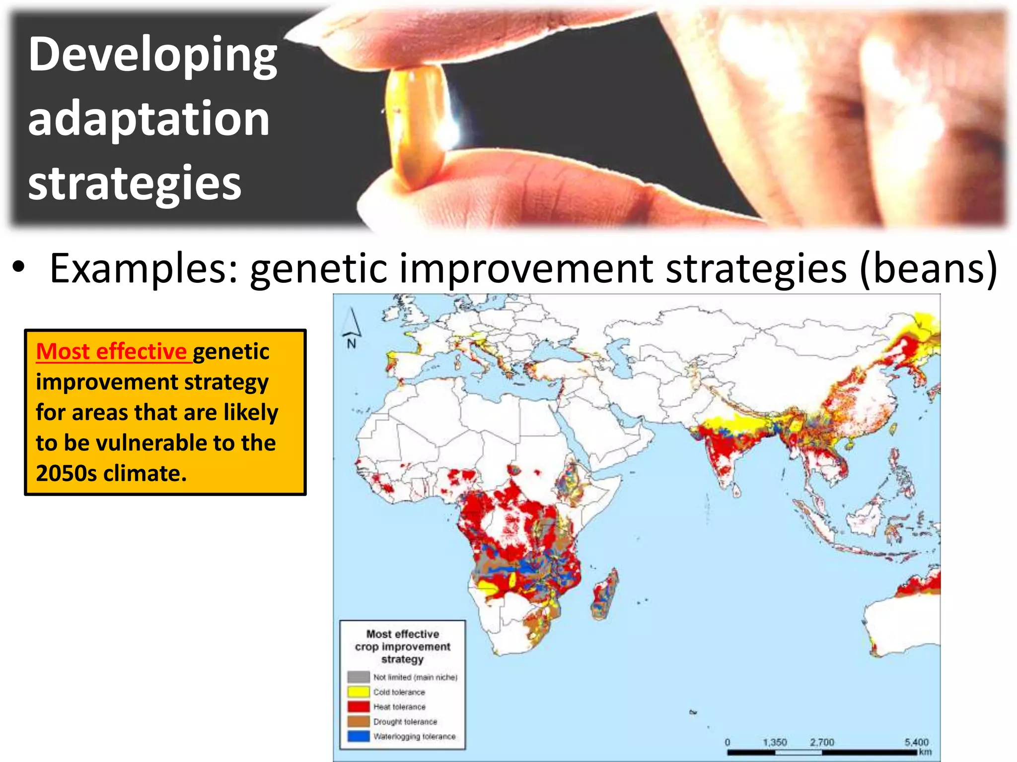 Developing
adaptation
strategies
• Examples: genetic improvement strategies (beans)
Most effective genetic
improvement strategy
for areas that are likely
to be vulnerable to the
2050s climate.
 