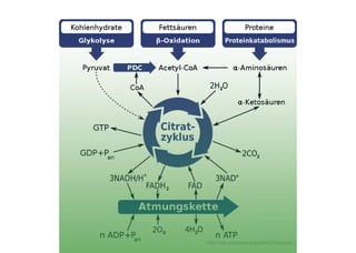 http://de.wikipedia.org/wiki/Citratzyklushttp://de.wikipedia.org/wiki/Citratzyklushttp://de.wikipedia.org/wiki/Citratzyklus
 