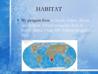 HABITAT My penguin lives  in South Africa. About one-million African penguins lives in South Africa. Over 800 African penguins died.  