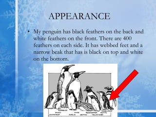 APPEARANCE My penguin has black feathers on the back and white feathers on the front. There are 400 feathers on each side. It has webbed feet and a narrow beak that has is black on top and white on the bottom.  