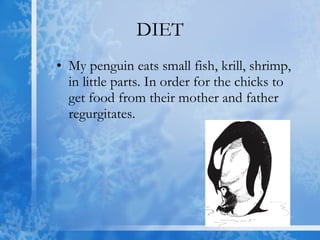 DIET My penguin eats small fish, krill, shrimp, in little parts. In order for the chicks to get food from their mother and father regurgitates.  