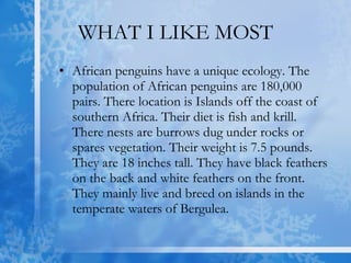 WHAT I LIKE MOST African penguins have a unique ecology. The population of African penguins are 180,000 pairs. There location is Islands off the coast of southern Africa. Their diet is fish and krill. There nests are burrows dug under rocks or spares vegetation. Their weight is 7.5 pounds. They are 18 inches tall. They have black feathers on the back and white feathers on the front. They mainly live and breed on islands in the temperate waters of Bergulea.  