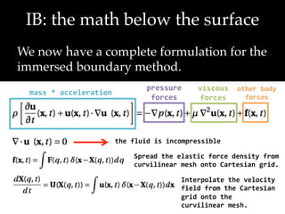 The immersed boundary method, from 2D fibres to 3D finite elements | PDF