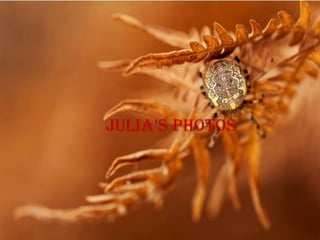 Julia’s photos
 