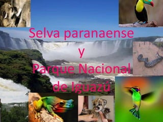 Selva paranaense
y
Parque Nacional
de Iguazú
 