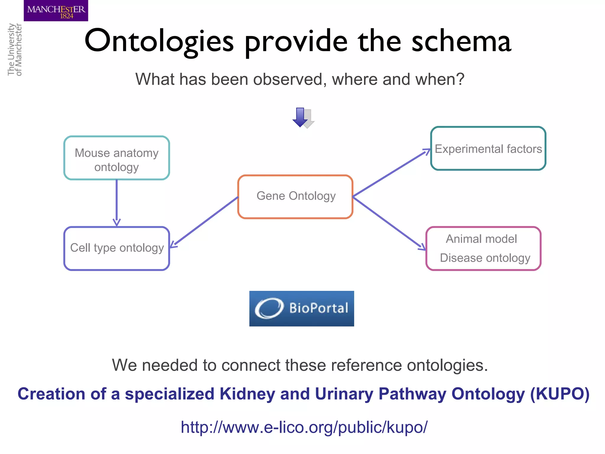 Ontologies provide the schema
                  What has been observed, where and when?



      Mouse anatomy                                             Experimental factors
         ontology

                                     Gene Ontology


                                                                  Animal model
      Cell type ontology
                                                                Disease ontology




             We needed to connect these reference ontologies.
Creation of a specialized Kidney and Urinary Pathway Ontology (KUPO)
                           http://www.e-lico.org/public/kupo/
 
