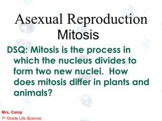 Asexual Reproduction
                         Mitosis
  DSQ: Mitosis is the process in
   which the nucleus divides to
   form two new nuclei. How
   does mitosis differ in plants and
   animals?
Mrs. Camp
                                   1
7th Grade Life Science       1
 
