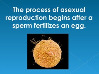 The process of asexual
reproduction begins after a
  sperm fertilizes an egg.
 