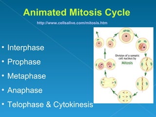 Animated Mitosis Cycle
         http://www.cellsalive.com/mitosis.htm




• Interphase
• Prophase
• Metaphase
• Anaphase
• Telophase & Cytokinesis
 