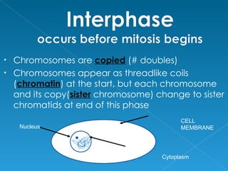 •   Chromosomes are copied (# doubles)
•   Chromosomes appear as threadlike coils
    (chromatin) at the start, but each chromosome
    and its copy(sister chromosome) change to sister
    chromatids at end of this phase
                                           CELL
     Nucleus                               MEMBRANE




                                     Cytoplasm
 
