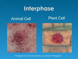 Animal Cell                                    Plant Cell




  Photographs from: http://www.bioweb.uncc.edu/biol1110/Stages.htm
 