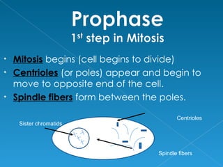 • Mitosis begins (cell begins to divide)
• Centrioles (or poles) appear and begin to
  move to opposite end of the cell.
• Spindle fibers form between the poles.

                                        Centrioles
    Sister chromatids




                                 Spindle fibers
 