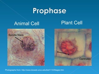 Animal Cell                                         Plant Cell

   Spindle fibers




                                                                     Centrioles



Photographs from: http://www.bioweb.uncc.edu/biol1110/Stages.htm
 