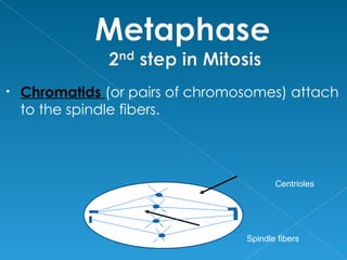•   Chromatids (or pairs of chromosomes) attach
    to the spindle fibers.




                                         Centrioles




                                  Spindle fibers
 