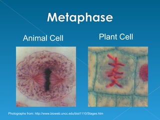 Animal Cell                                         Plant Cell




Photographs from: http://www.bioweb.uncc.edu/biol1110/Stages.htm
 