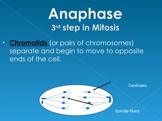•   Chromatids (or pairs of chromosomes)
    separate and begin to move to opposite
    ends of the cell.


                                        Centrioles




                                 Spindle fibers
 