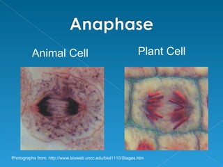 Animal Cell                                         Plant Cell




Photographs from: http://www.bioweb.uncc.edu/biol1110/Stages.htm
 