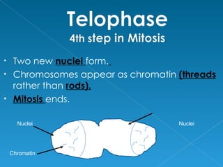 • Two new nuclei form.
• Chromosomes appear as chromatin (threads
  rather than rods).
• Mitosis ends.


      Nuclei                      Nuclei




    Chromatin
 