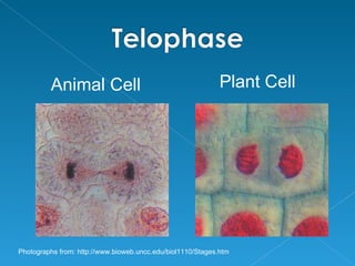 Animal Cell                                         Plant Cell




Photographs from: http://www.bioweb.uncc.edu/biol1110/Stages.htm
 