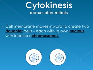 •   Cell membrane moves inward to create two
    daughter cells – each with its own nucleus
    with identical chromosomes.
 