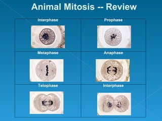 Animal Mitosis -- Review
 Interphase     Prophase




 Metaphase      Anaphase




 Telophase      Interphase
 