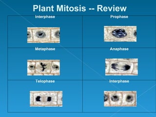 Plant Mitosis -- Review
Interphase         Prophase




Metaphase         Anaphase




Telophase         Interphase
 