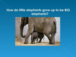 How do little elephants grow up to be BIG
                 elephants?
 