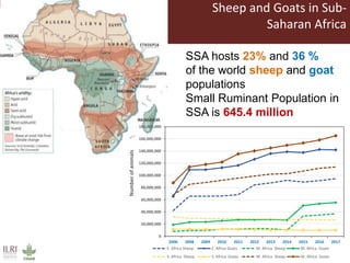 Integrating socio-economic attributes of rural communities in small ruminant improvement programs in sub-Saharan Africa