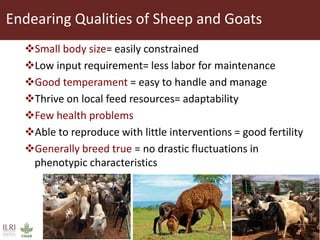 Integrating socio-economic attributes of rural communities in small ruminant improvement programs in sub-Saharan Africa