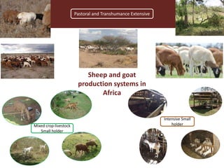 Integrating socio-economic attributes of rural communities in small ruminant improvement programs in sub-Saharan Africa