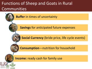 Integrating socio-economic attributes of rural communities in small ruminant improvement programs in sub-Saharan Africa